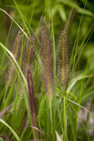 Pennisète à tête rouge Pennisetum alopecuroides 'Red Head' 5-10 pot P9 Pennisetum alopecuroides 'Red Head'