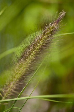 Pennisetum des jardins Pennisetum alopecuroides 'Viridescens' 5-10 pot P9 Pennisetum alopecuroides 'Viridescens'