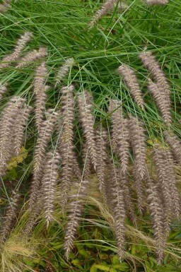 Herbe aux écouvillons Pennisetum orientale 'Karley Rose' 5-10 pot P9 Pennisetum orientale 'Karley Rose'