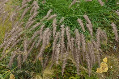 Herbe aux écouvillons Pennisetum orientale 'Karley Rose' 5-10 pot P9 Pennisetum orientale 'Karley Rose'
