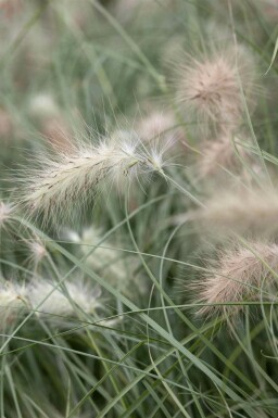 Herbe aux écouvillons Pennisetum villosum 5-10 pot P9 Pennisetum villosum