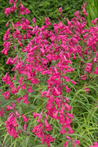 Galane Penstemon hartwegii 'Andenken an Friedrich Hahn' 5-10 pot P9 Penstemon hartwegii 'Andenken an Friedrich Hahn'