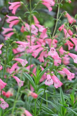 Penstemon à floraison rose clair Penstemon hartwegii 'Apple Blossom' 5-10 pot P9 Penstemon hartwegii 'Apple Blossom'