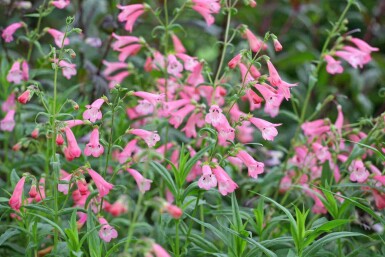 Penstemon à floraison rose clair Penstemon hartwegii 'Apple Blossom' 5-10 pot P9 Penstemon hartwegii 'Apple Blossom'