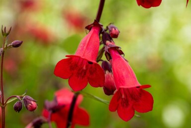 Galane Penstemon hartwegii 'Paul Schönholzer' 5-10 pot P9 Penstemon hartwegii 'Paul Schönholzer'