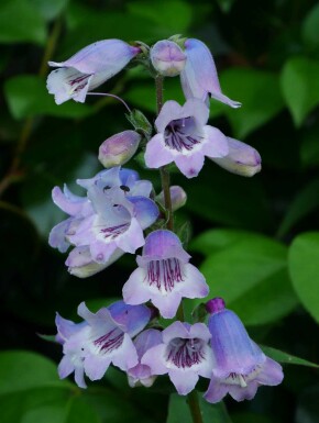 Galane Penstemon 'Sour Grapes' 5-10 pot P9 Penstemon 'Sour Grapes'