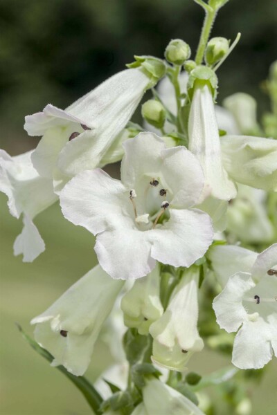 Penstemon blanc Penstemon 'White Bedder' 5-10 pot P9 Penstemon 'White Bedder'