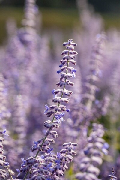 Sauge d'Afghanistan Perovskia atriplicifolia 'Lacey Blue' 5-10 pot P9 Perovskia atriplicifolia 'Lacey Blue'