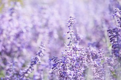 Sauge d'Afghanistan Perovskia atriplicifolia 'Lacey Blue' 5-10 pot P9 Perovskia atriplicifolia 'Lacey Blue'