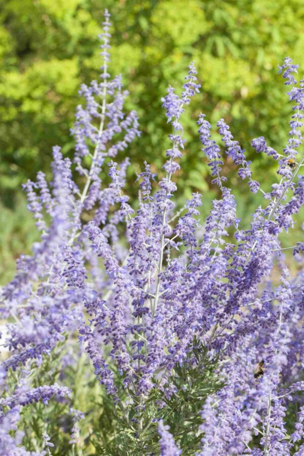 Sauge d'Afghanistan Perovskia atriplicifolia 'Little Spire' 5-10 pot P9 Perovskia atriplicifolia 'Little Spire'