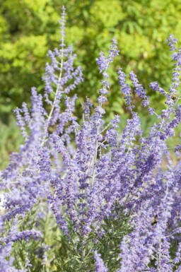 Sauge d'Afghanistan Perovskia atriplicifolia 'Little Spire' 5-10 pot P9 Perovskia atriplicifolia 'Little Spire'