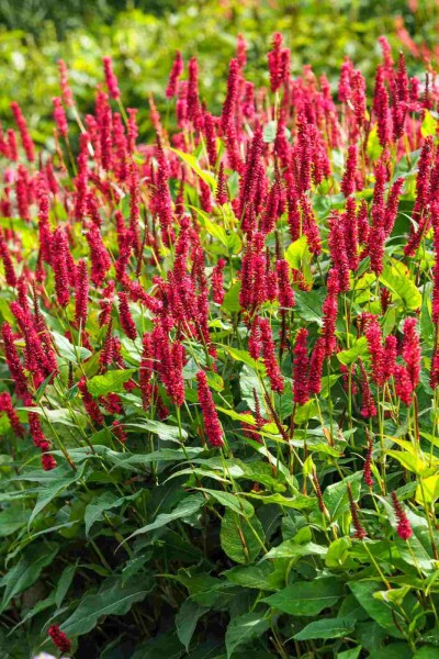 Persicaire amplexicaule Persicaria amplexicaulis 5-10 pot P9 Persicaria amplexicaulis