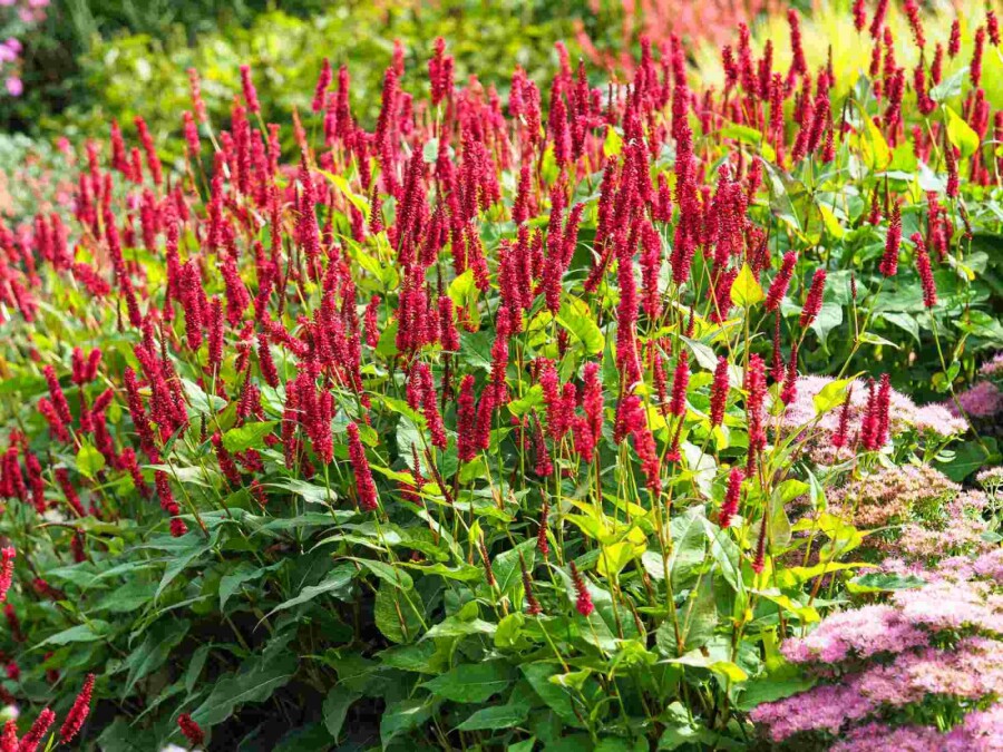 Persicaire amplexicaule Persicaria amplexicaulis 5-10 pot P9 Persicaria amplexicaulis