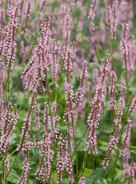Renouée des jardins Persicaria amplexicaulis 'Rosea' 5-10 pot P9 Persicaria amplexicaulis 'Rosea'