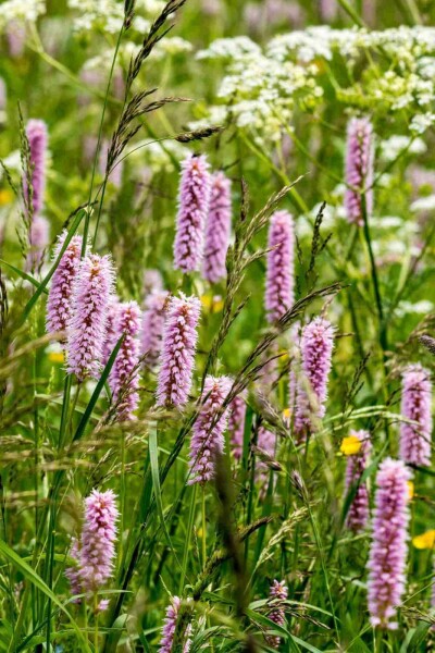 Serpentaire Persicaria bistorta 5-10 pot P9 Persicaria bistorta