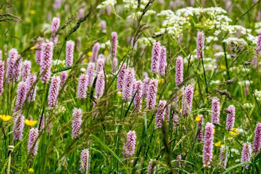 Serpentaire Persicaria bistorta 5-10 pot P9 Persicaria bistorta