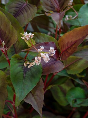 Persicaire red dragon Persicaria microcephala 'Red Dragon' 5-10 pot P9 Persicaria microcephala 'Red Dragon'