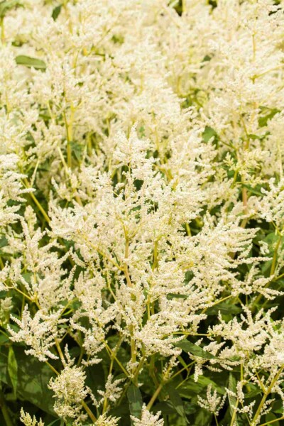 Persicaire polymorphe Persicaria polymorpha 5-10 pot P9 Persicaria polymorpha