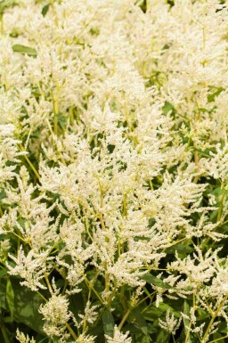 Persicaire polymorphe Persicaria polymorpha 5-10 pot P9 Persicaria polymorpha