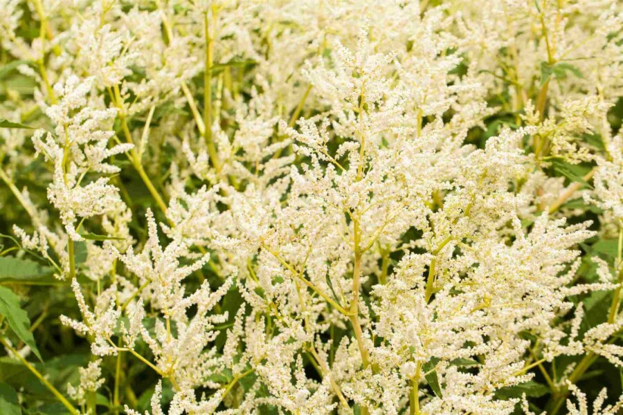 Persicaire polymorphe Persicaria polymorpha 5-10 pot P9 Persicaria polymorpha