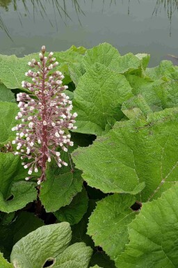 Pétasite hybride Petasites hybridus 5-10 pot P9 Petasites hybridus