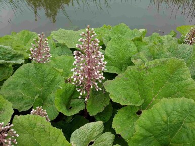 Pétasite hybride Petasites hybridus 5-10 pot P9 Petasites hybridus