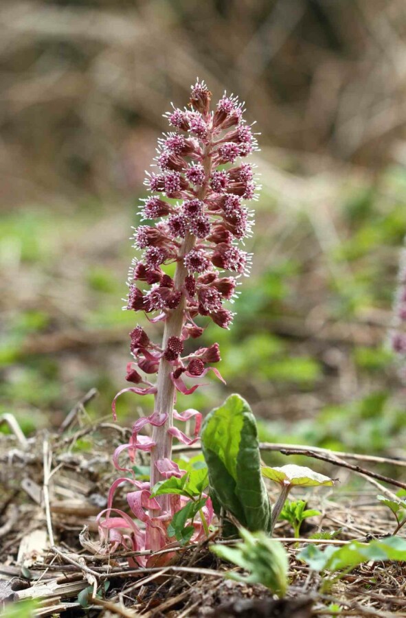 Pétasite hybride Petasites hybridus 5-10 pot P9 Petasites hybridus