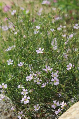 Oeillet des rochers Petrorhagia saxifraga 5-10 pot P9 Petrorhagia saxifraga