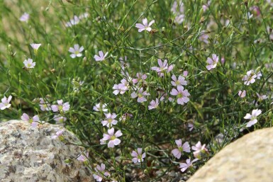Oeillet des rochers Petrorhagia saxifraga 5-10 pot P9 Petrorhagia saxifraga