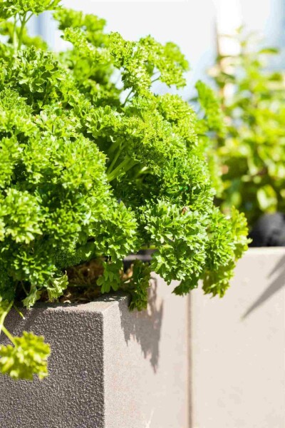 Persil Petroselinum crispum 5-10 pot P9 Petroselinum crispum