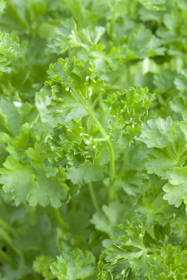 Persil Petroselinum crispum 5-10 pot P9 Petroselinum crispum