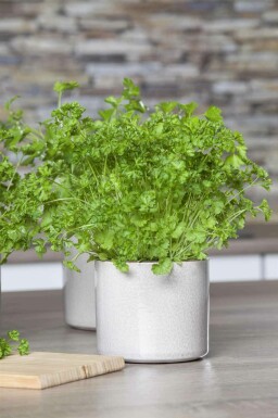 Persil Petroselinum crispum 5-10 pot P9 Petroselinum crispum