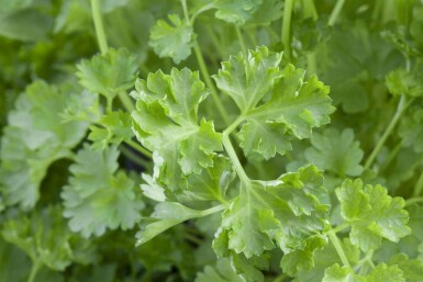 Persil Petroselinum crispum 5-10 pot P9 Petroselinum crispum