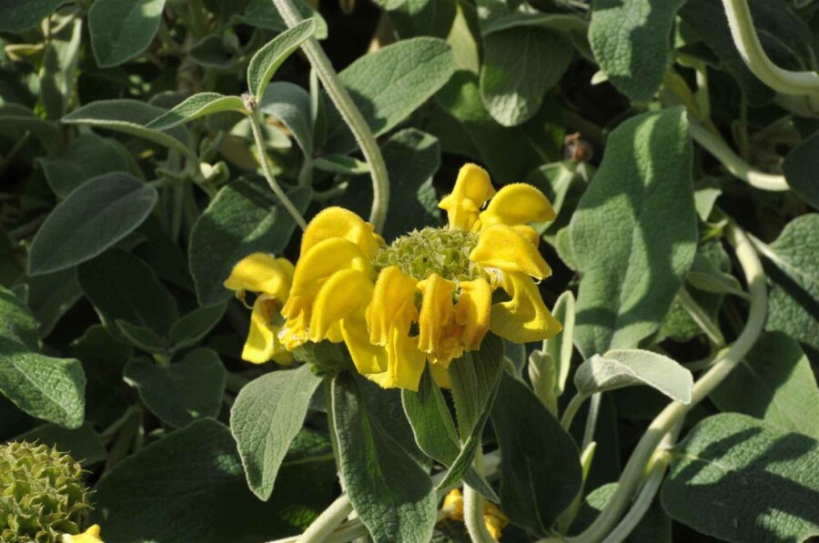 Sauge de jérusalem Phlomis fruticosa 5-10 pot P9 Phlomis fruticosa
