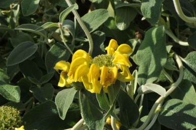 Sauge de jérusalem Phlomis fruticosa 5-10 pot P9 Phlomis fruticosa