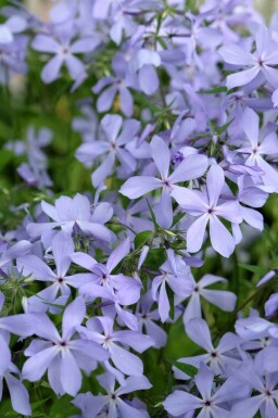 Phlox bleu Phlox divaricata 'Clouds of Perfume' 5-10 pot P9 Phlox divaricata 'Clouds of Perfume'