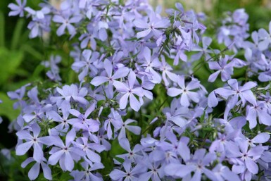 Phlox bleu Phlox divaricata 'Clouds of Perfume' 5-10 pot P9 Phlox divaricata 'Clouds of Perfume'