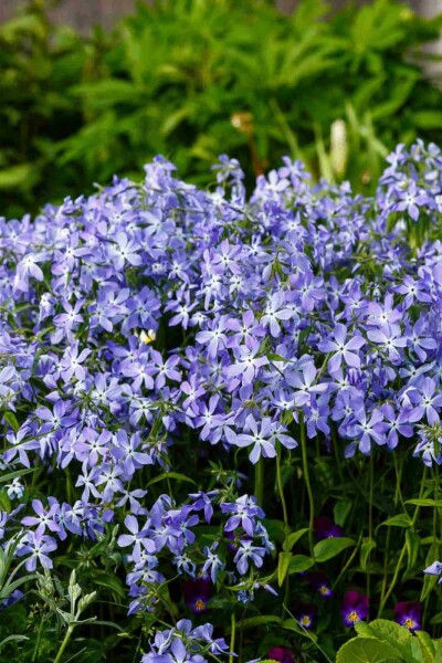 Phlox rampant Phlox divaricata 5-10 pot P9 Phlox divaricata