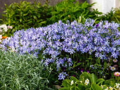 Phlox rampant Phlox divaricata 5-10 pot P9 Phlox divaricata