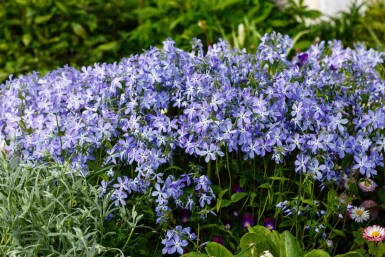 Phlox rampant Phlox divaricata 5-10 pot P9 Phlox divaricata