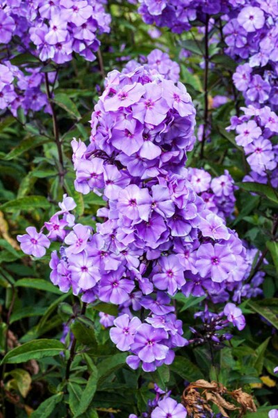 Phlox vivace Phlox paniculata 'Blue Paradise' 5-10 pot P9 Phlox paniculata 'Blue Paradise'