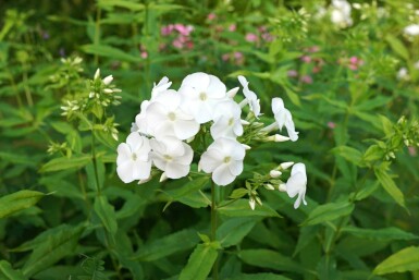 Phlox paniculé Phlox paniculata 'David' 5-10 pot P9 Phlox paniculata 'David'
