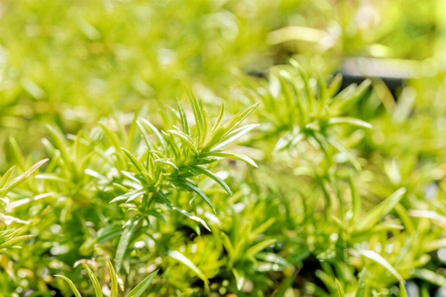 Phlox mousse Phlox subulata 'Moerheimii' 5-10 pot P9 Phlox subulata 'Moerheimii'