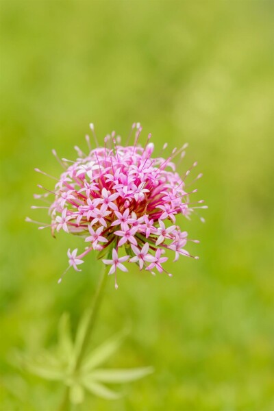 Phuopsis rose Phuopsis stylosa 5-10 pot P9 Phuopsis stylosa