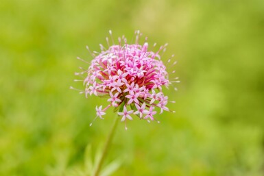 Phuopsis stylosa