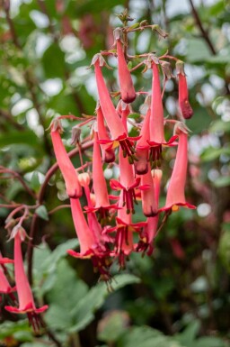 Fuchsia du cap Phygelius capensis 5-10 pot P9 Phygelius capensis