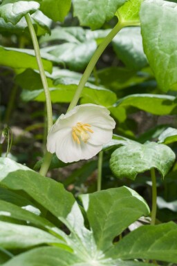 Podophylle pelté Podophyllum peltatum 5-10 pot P9 Podophyllum peltatum