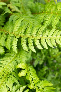 Fougère mâle Polystichum aculeatum 5-10 pot P9 Polystichum aculeatum