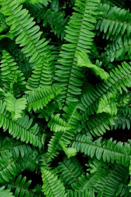 Polystichum munitum
