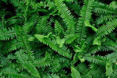 Polystichum munitum